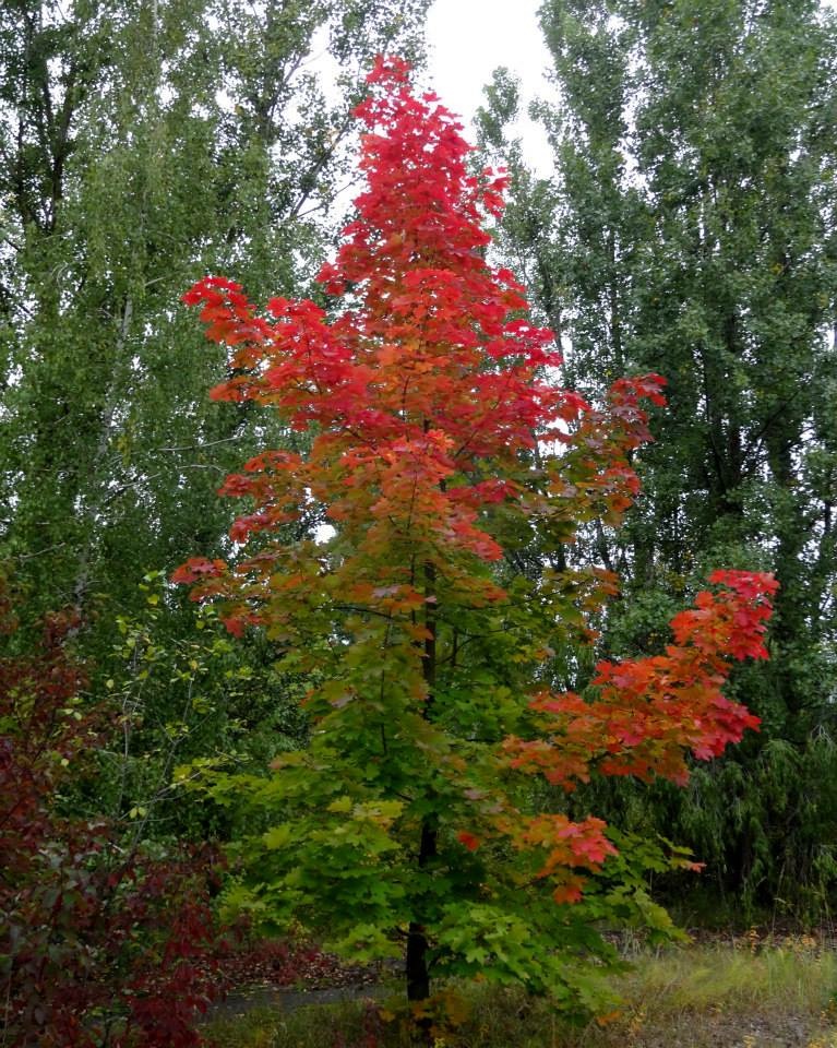a tree sapling with green leaves at the bottom turning to red at the top in the Red Forest, Kyiv Oblast, Ukraine