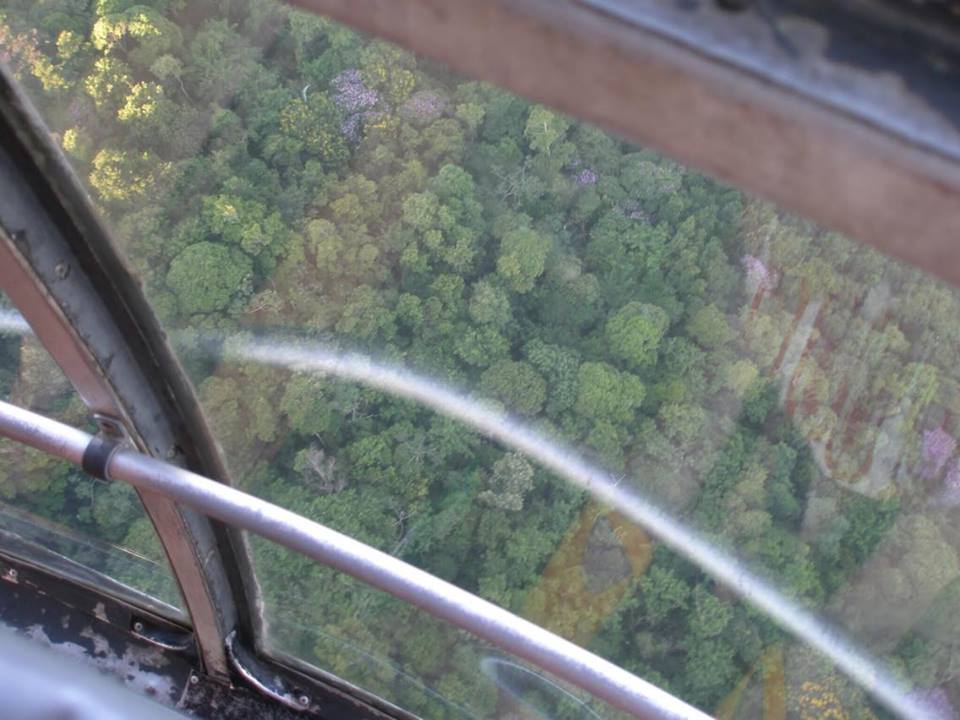 Looking down, out of the cable car in Rio de Janeiro, onto the tree tops