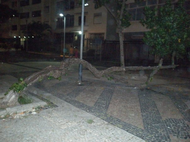 A tree growing sideways at Copacabana Beach at night