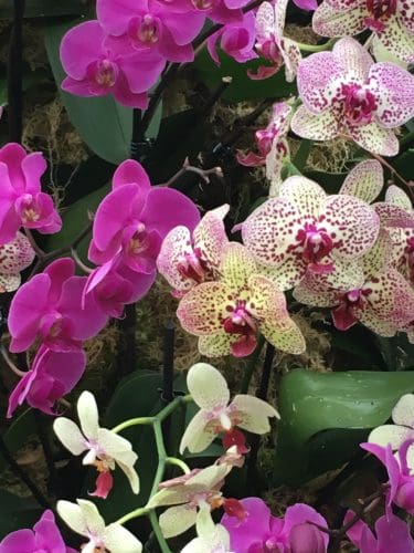 Loving London - Kew Gardens Orchids Festival 2018 - Flying Fluskey