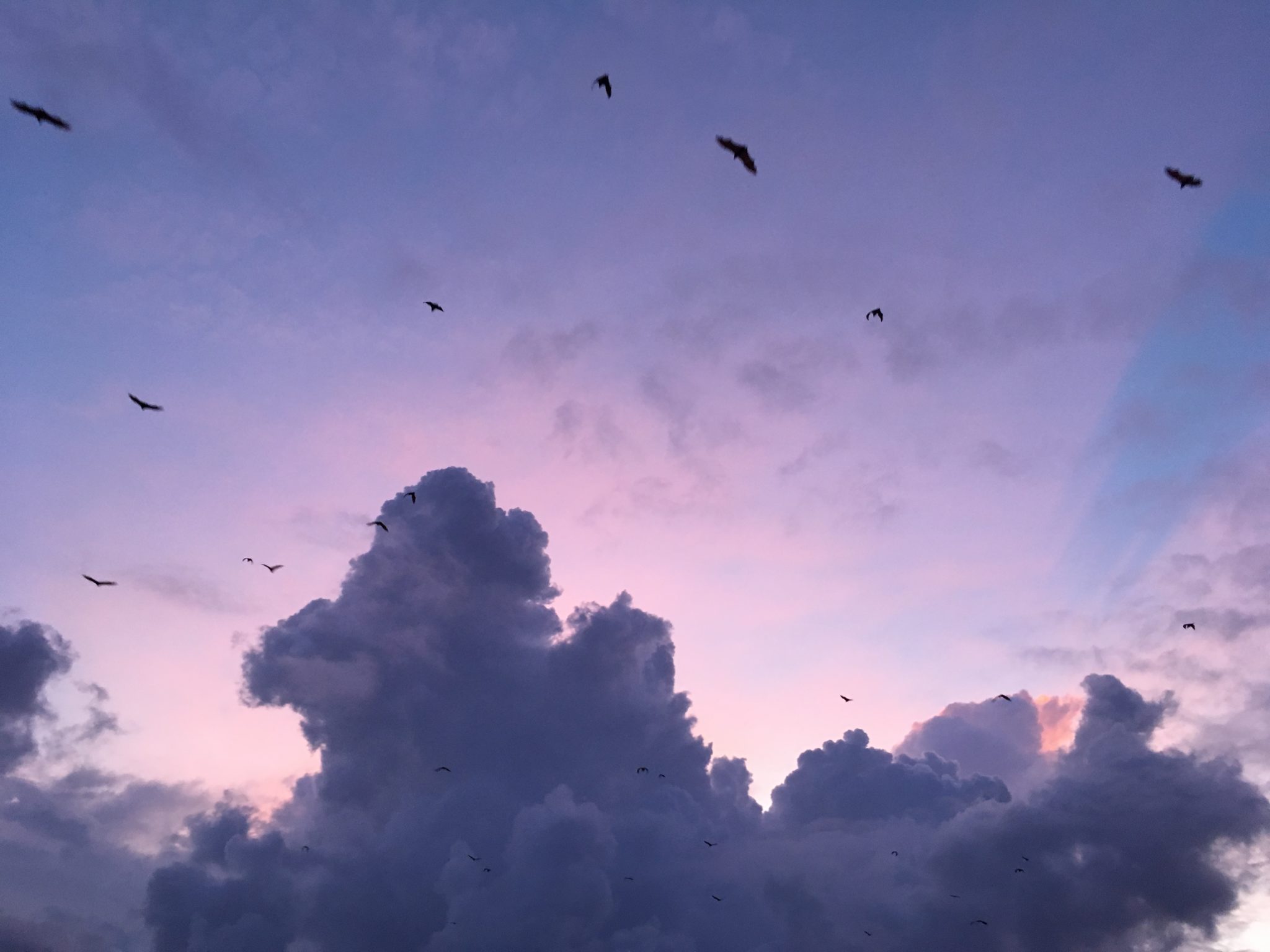 Fruit bats flying below the clouds at sunset