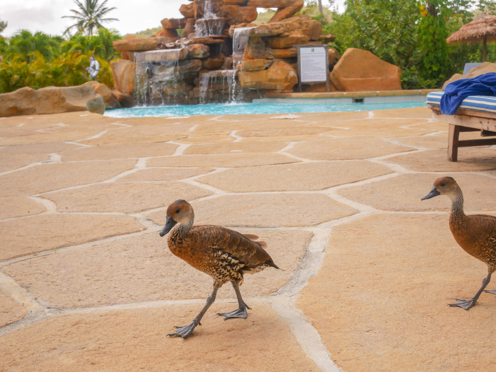 2 West Indian whistling ducks walking by the pool