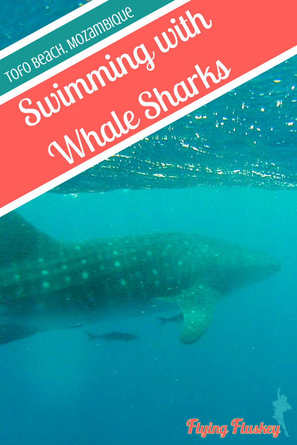 Swimming with whale sharks should be on your bucketlist. We went swimming with whale sharks in Mozambique (Tofo Beach) with Liquid Dive Adventures. #mozambique #tofobeach #praiadetofo #whalesharks #whaleshark #oceansafari
