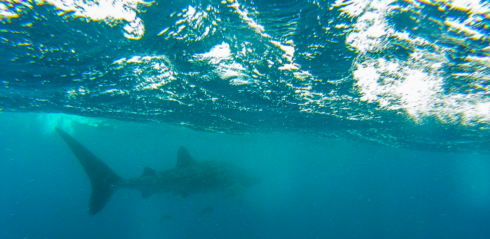 Tail fin of a whale shark just under the surface of the Indian Ocean, Mozambique