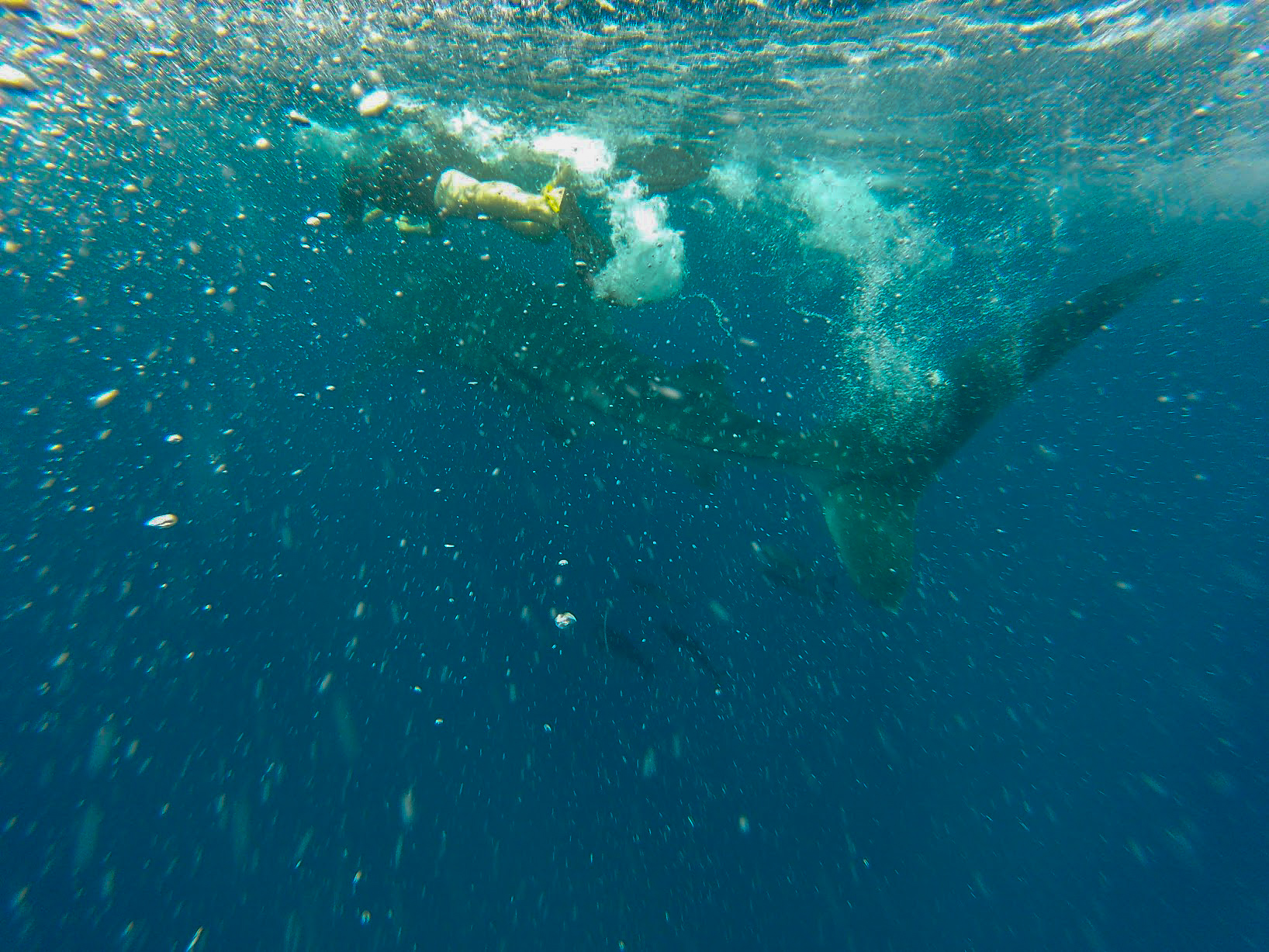 a snorkeller swims above a whale shark just under the surface of the Indian Ocean, Mozambique