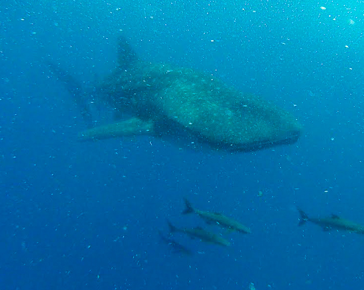 front view of a whale shark in the Indian Ocean, Mozambique