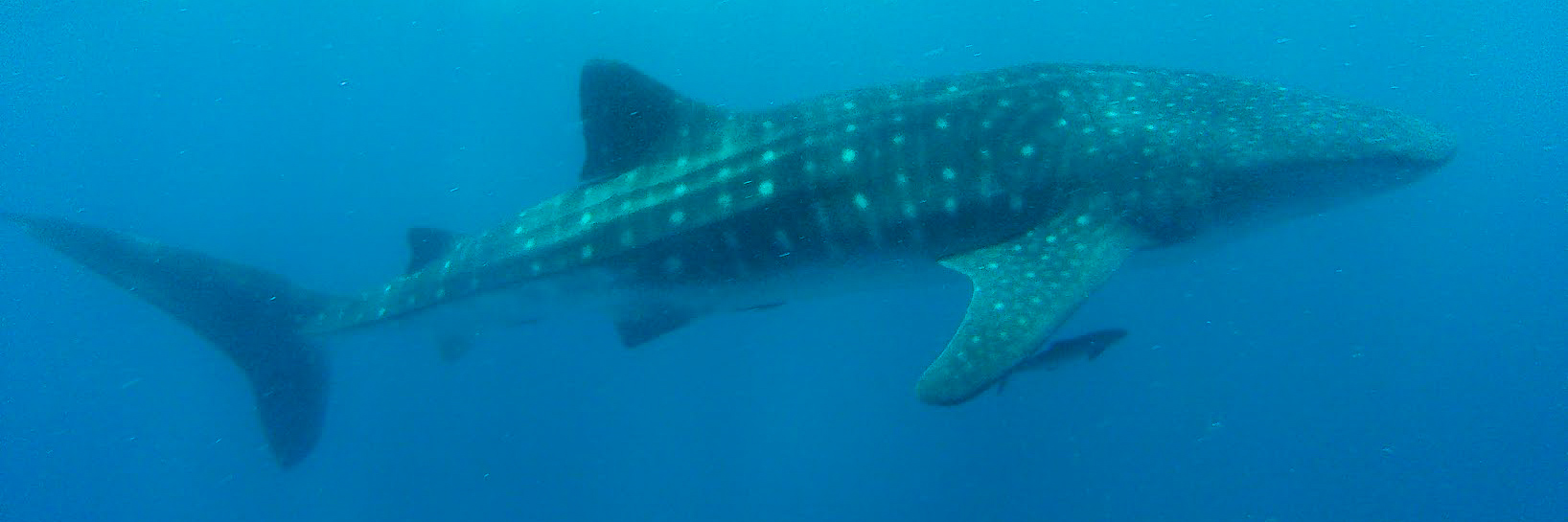 Side view of a whale shark in the Indian Ocean, Mozambique