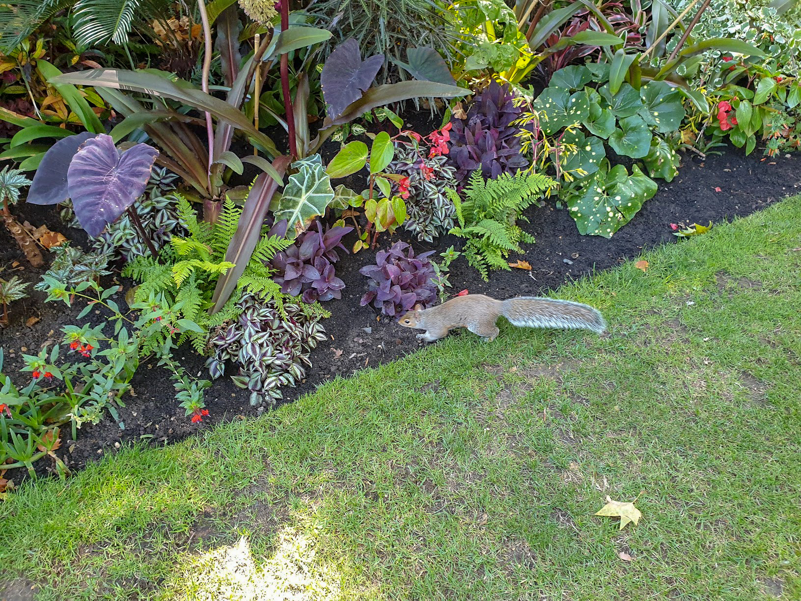 A grey squirrel by the plants in St James's Park