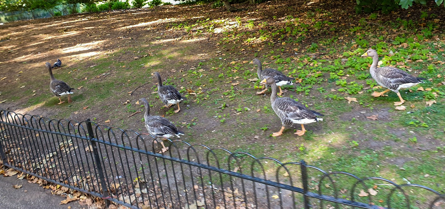 Ducks walking in St James's Park