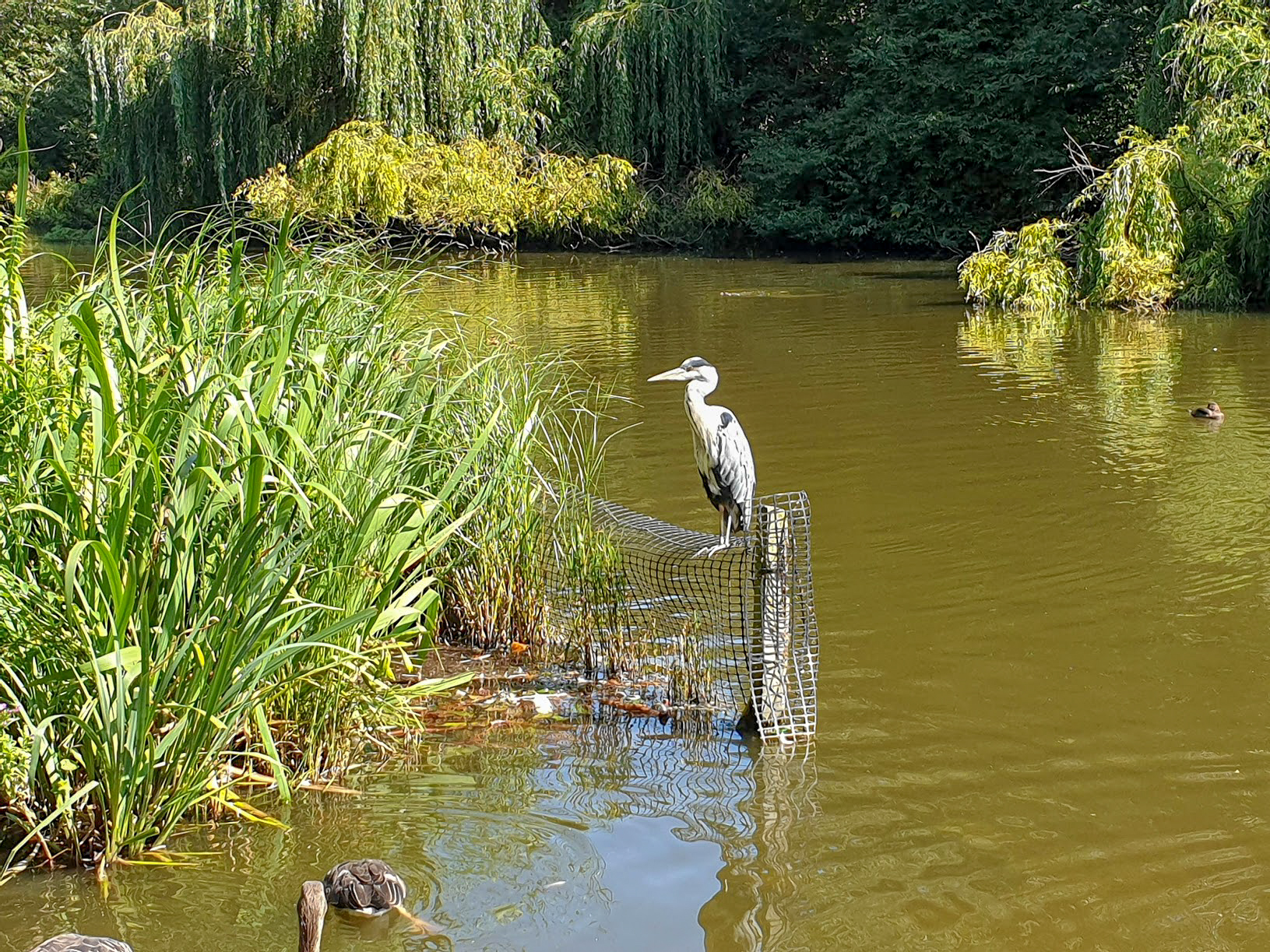 Heron sits by the lake in St James's Park