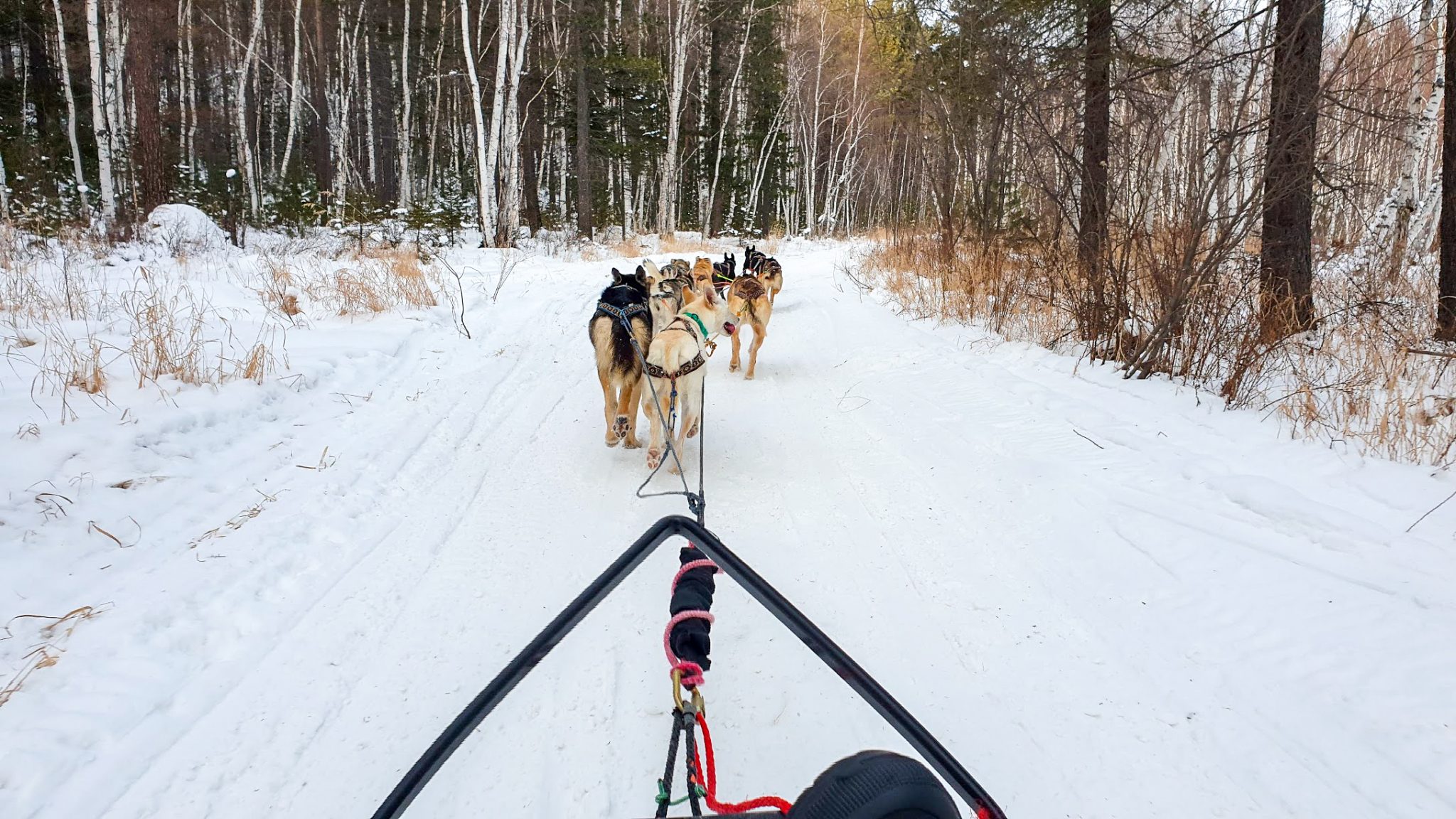 dog sledding in the woods in Siberia, Russia