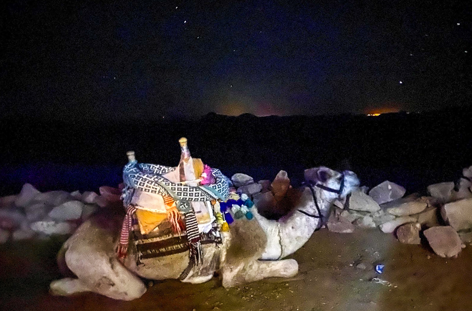 A camel resting at night on Mount Sinai, Egypt