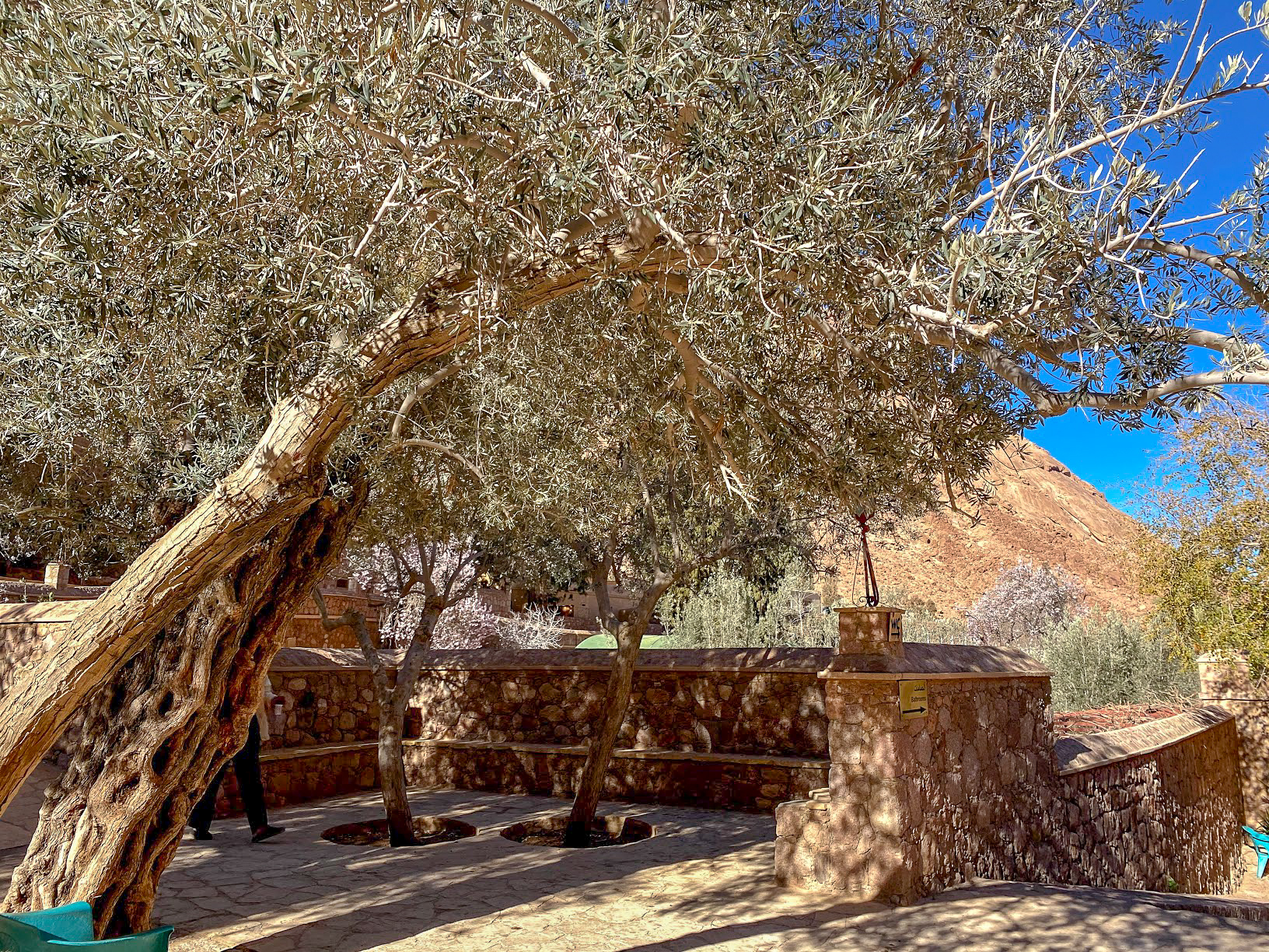 green trees in the garden of St Catherine's Monastery, Mount Sinai, Egypt