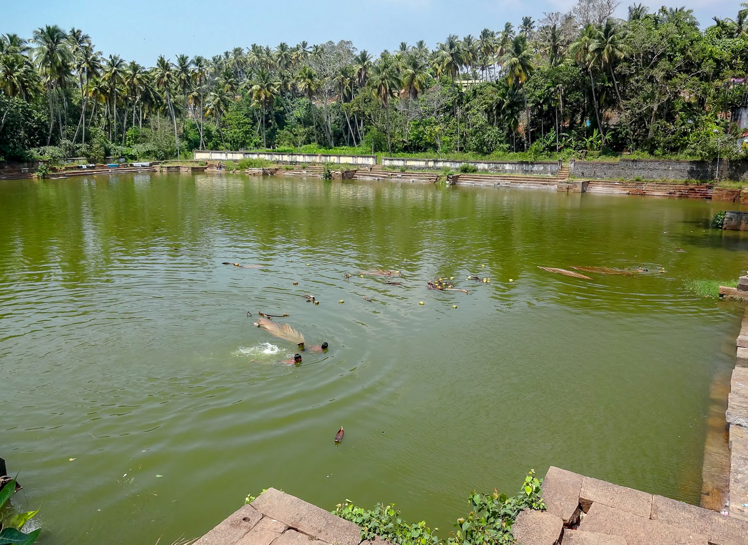 coconuts and plam leaves float in the green water of Janardanaswamy Temple pond, Varkala, Kerala, India
