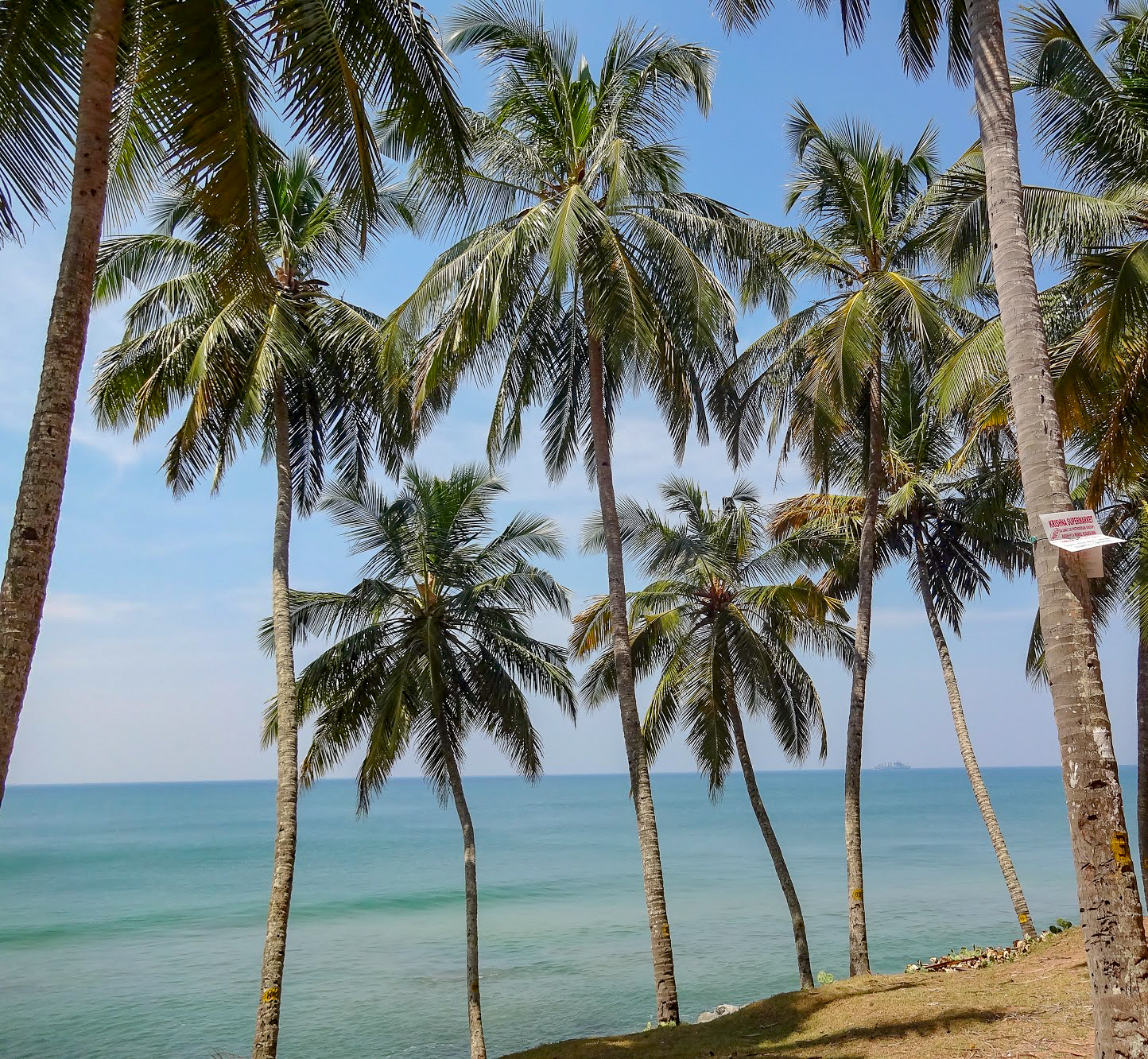 Palm trees on Odayam beach, in front of the Arabian Sea, Varkala, Kerala, India