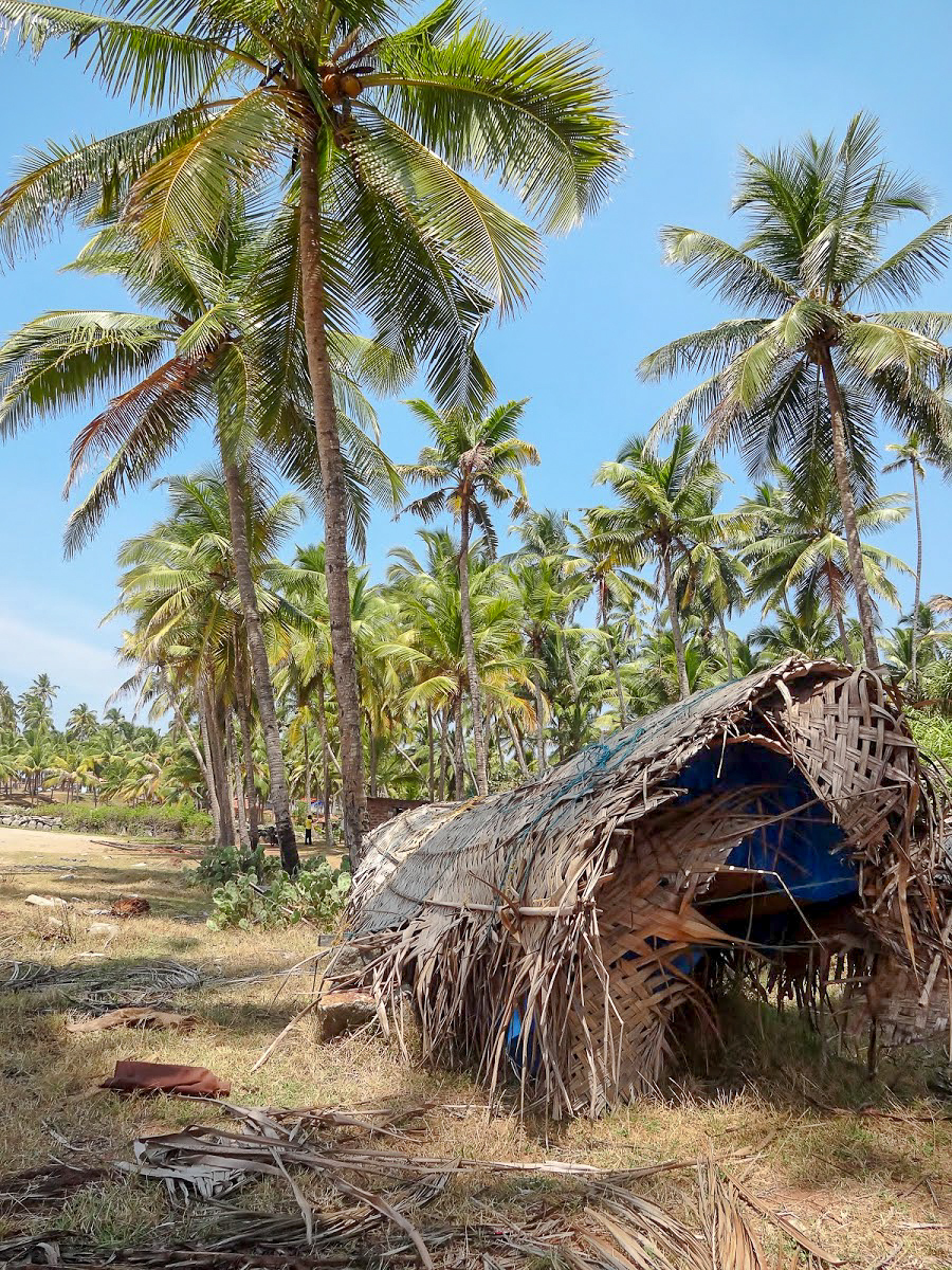 Palm trees and a rattan hut on Odayam beach, Varkala, Kerala, India