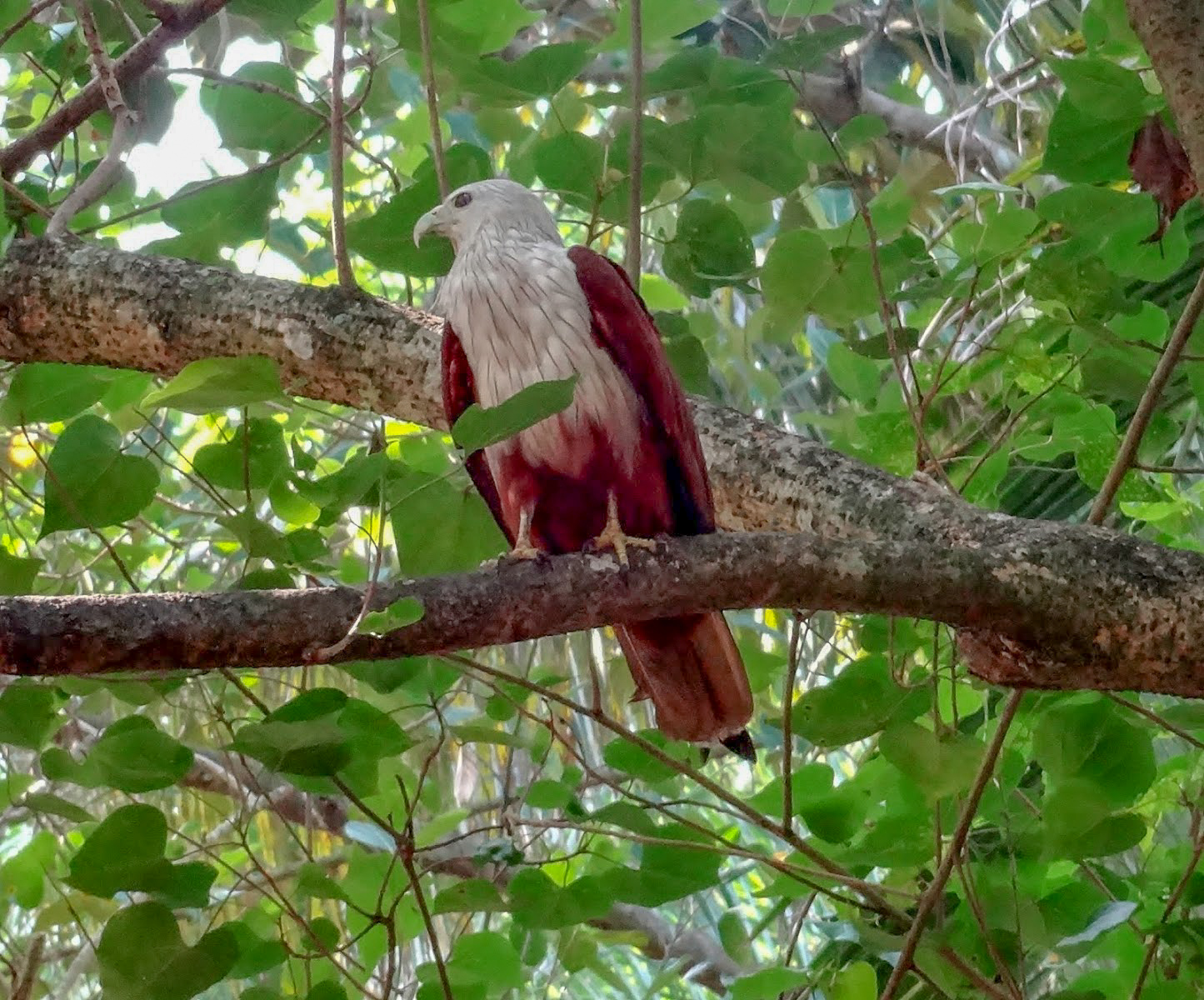 A Brahminy kite bird sits on a tree branch, behind are green leaves, in the Kappil Backwaters, Kerala, India