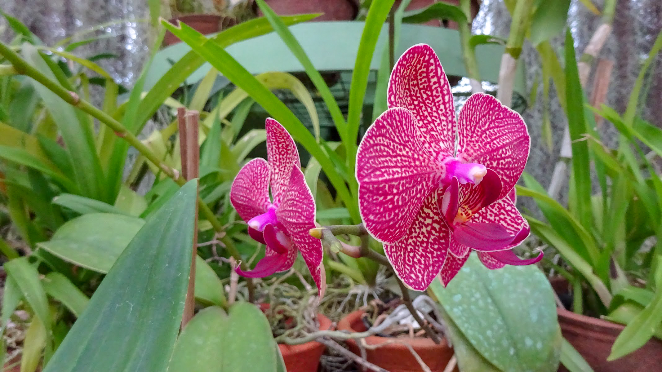 close up of a pink orchid flower in the Royal Botanical Gardens, Peradeniya, Sri Lanka
